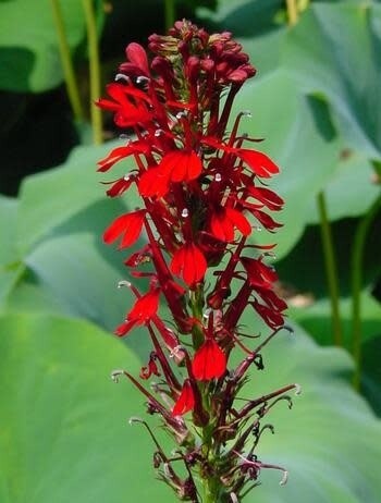 Cardinal Flower - Lobelia Cardinalis - 4"
