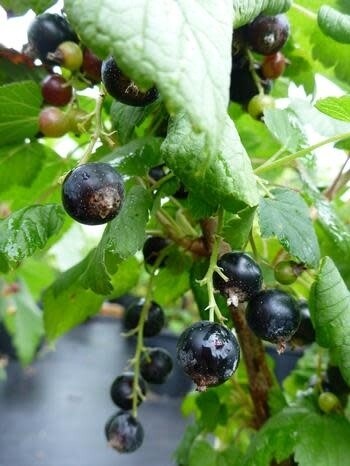 Currant &#39;Wellington&#39; - 2 gal