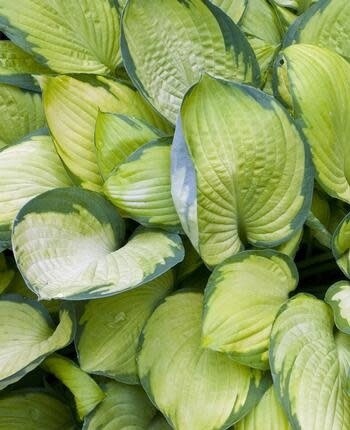 Hosta &#39;Gold Standard&#39; - 1 gal