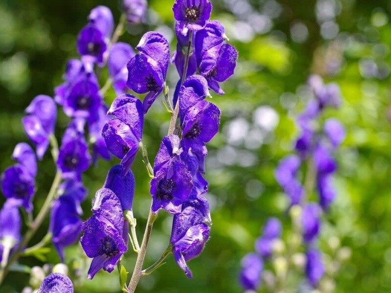 Monkshood 'Aconitum Napellus' 1 gal