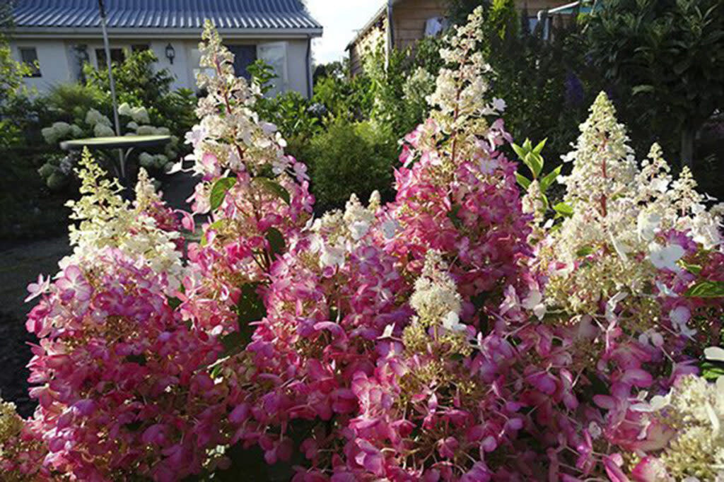 Hydrangea &#39;Lavalamp Moonrock&#39; 7 gal Standard