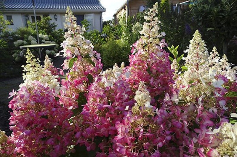 Hydrangea 'Lavalamp Moonrock' 7 gal Standard