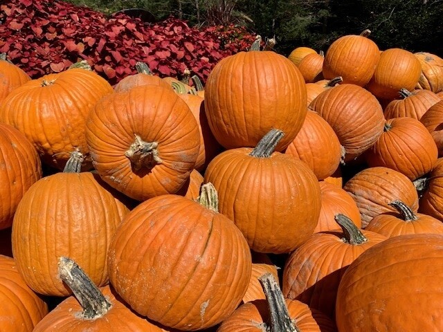 Fall Pumpkins - Orange