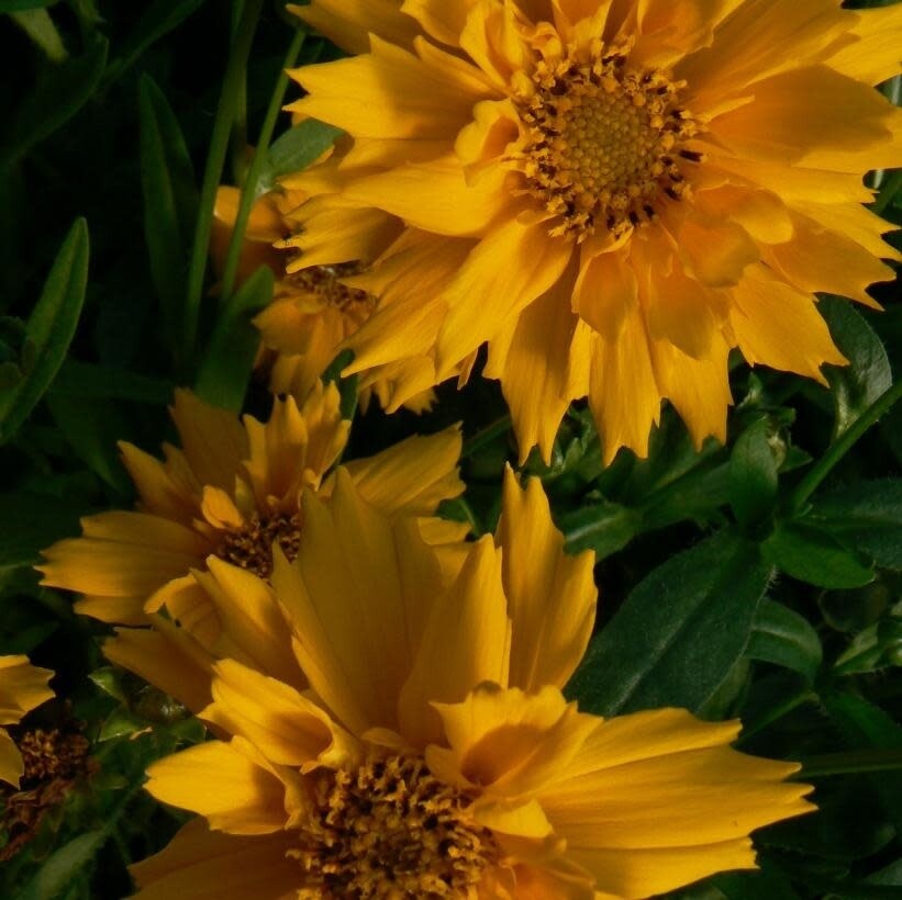 Coreopsis 'Jethro Tull' 1 gal