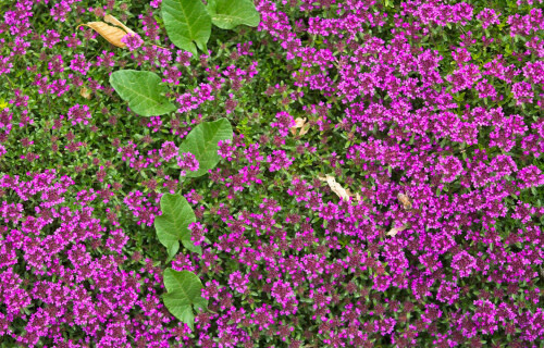 Creeping Thyme &#39;Pink Chintz&#39; 4&quot;