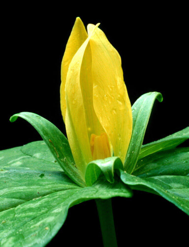 Trillium &#39;Luteum Yellow Toad&#39; 4&quot;