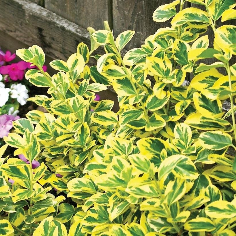 Euonymus &#39;Emerald N Gold&#39; 2 gal