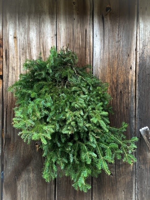 Fresh Greens - Norway Spruce