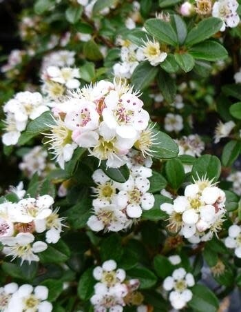 Cotoneaster &#39;Coral Beauty&#39; - 2 gal