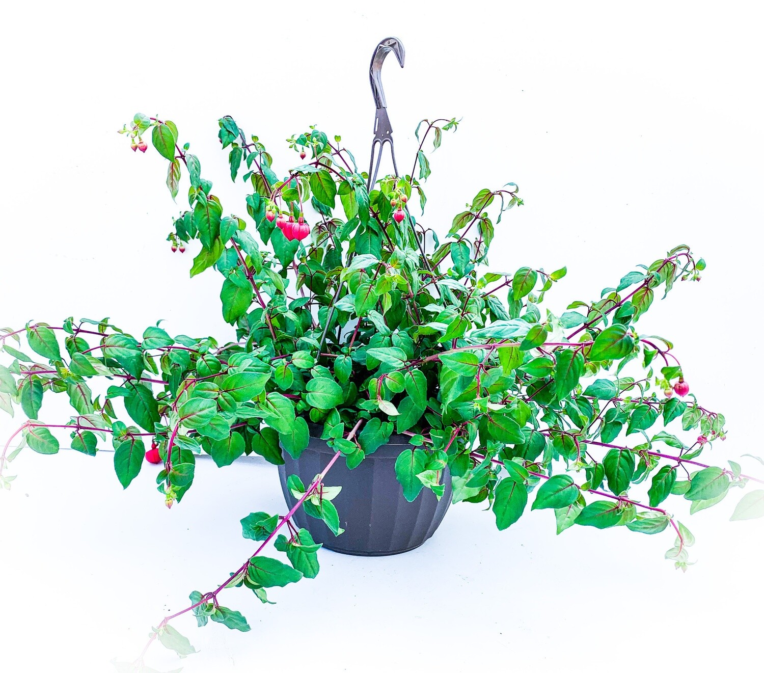 Fuchsia Assorted 10" HB