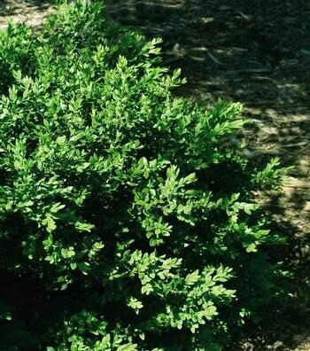 Boxwood 'Green Velvet' 40cm 5 gal