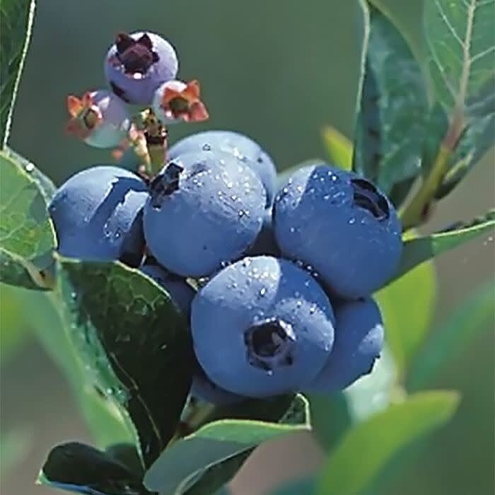 Blueberry - Vaccinium &#39;Polaris&#39; 2 gal