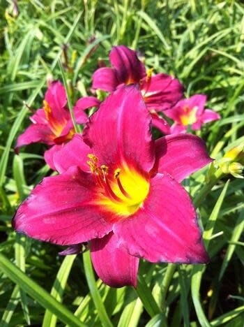 Daylily - Hemerocallis &#39;Pardon Me&#39; 1 gal