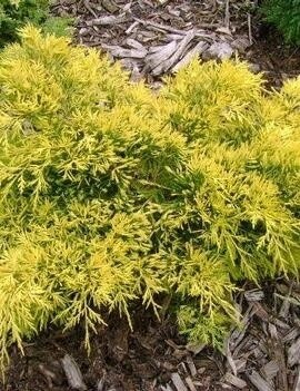 Juniper &#39;Gold Lace&#39; 3 gal