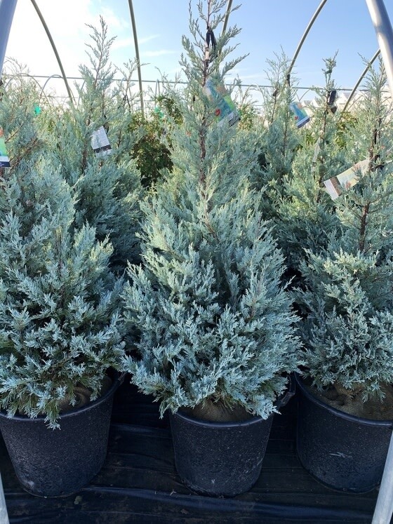 Juniper &#39;Moffat Blue&#39;