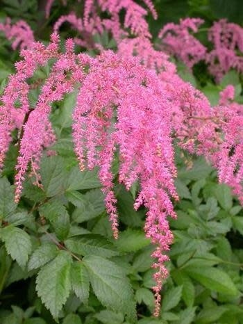 Astilbe &#39;Ostrich Plume&#39; 1 gal