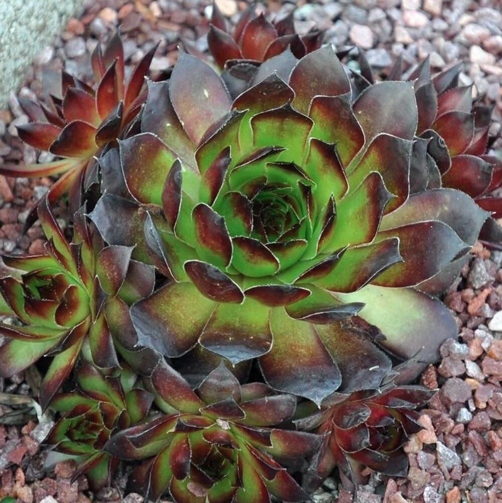 Hens and Chicks - Sempervivum Black 4&quot;