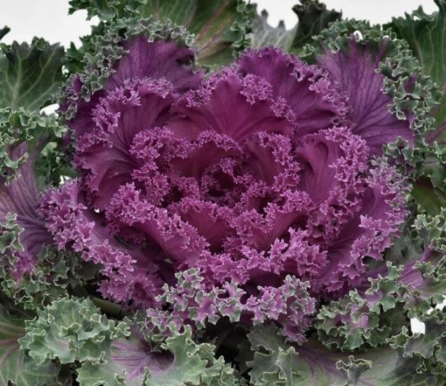 Flowering Kale 10&quot;