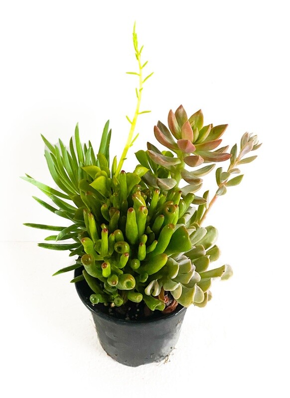 Succulent Living Canvas