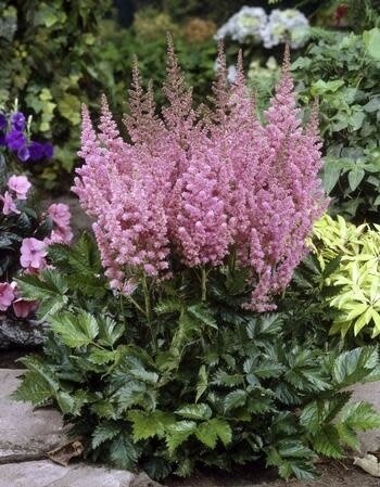 Astilbe &#39;Visions in Pink&#39; 1 gal