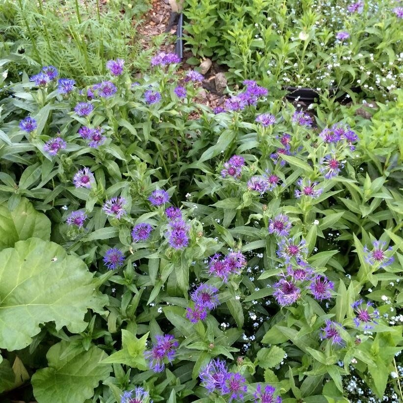 Bachleor Buttons 'Montana Blue' 1 gal