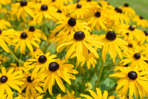 Rudbeckia (seed pkg) - Black Eyed Susan