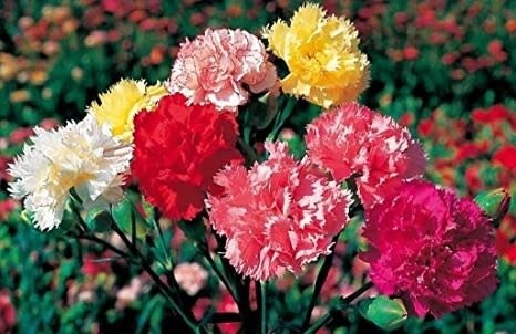 Carnation 'grenadin mix' - 4"