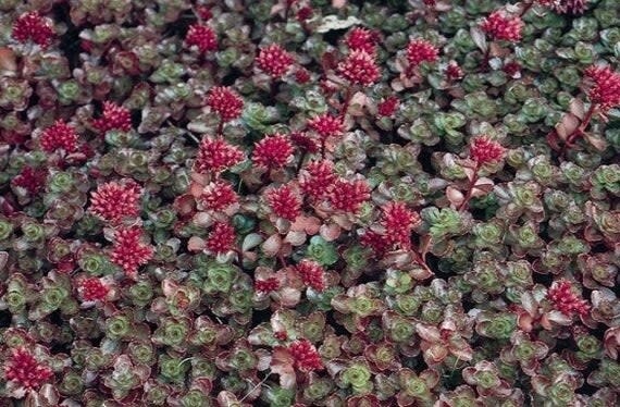 Stonecrop - Sedum &#39;Dragon&#39;s Blood&#39; 4&quot;