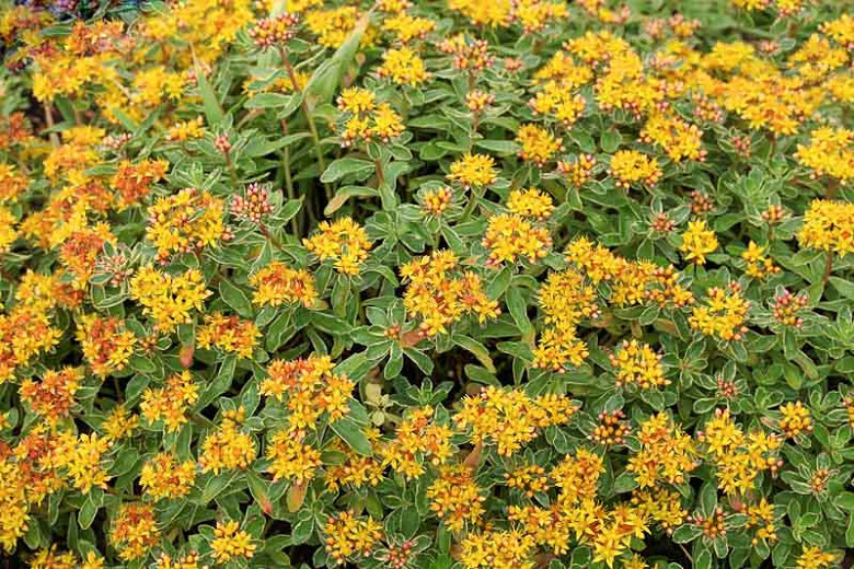 Stonecrop - Sedum &#39;Kamt. Variegatum&#39; 4&quot;