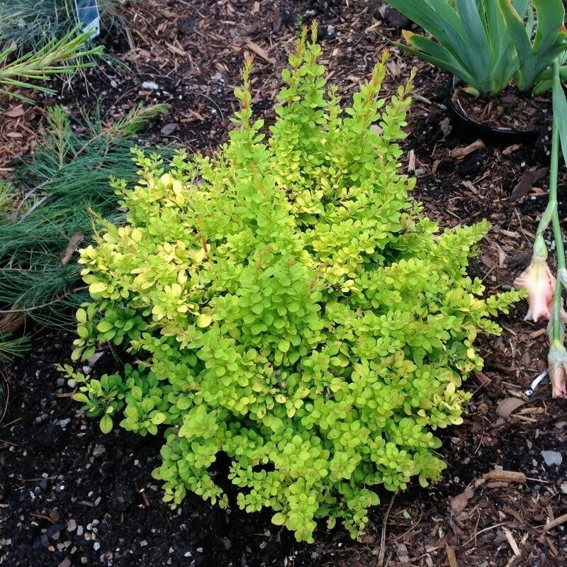 Barberry &#39;Aurea Nana&#39; 2 gal