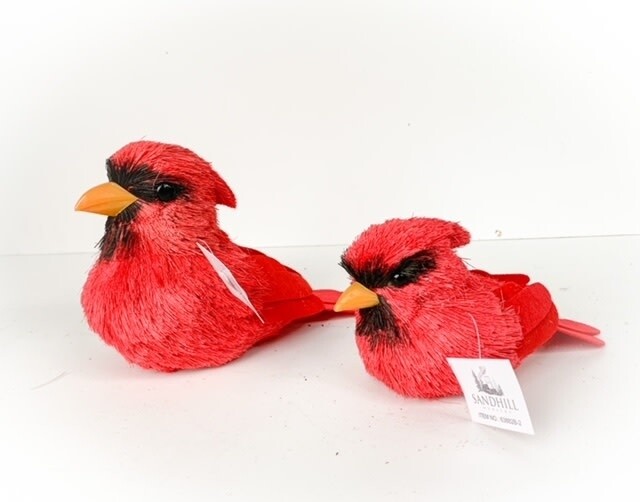 Cardinal Yellow Beak Large