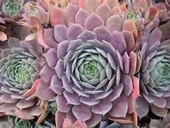 Hens and Chicks - Sempervivum Purple Beauty - 4&quot;