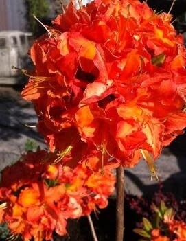 Azalea 'Mandarin Lights' 2 gal