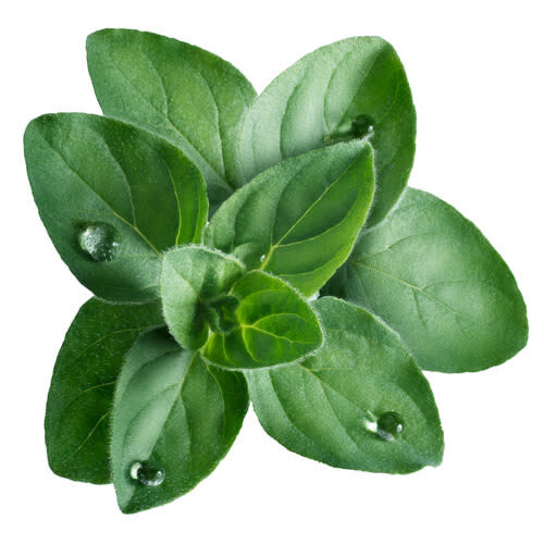 Oregano 'Greek'
