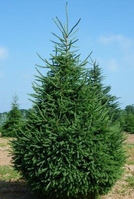 White Spruce 2-3' Potted