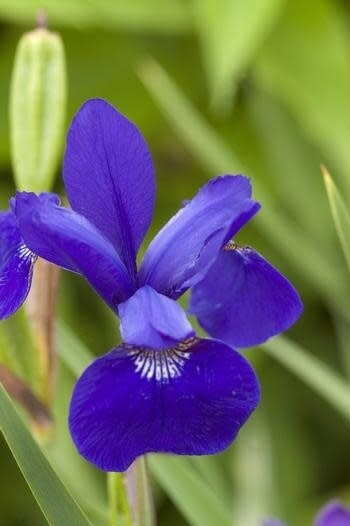 Iris siberian - &#39;caesar&#39;s brother&#39; - 1 gal