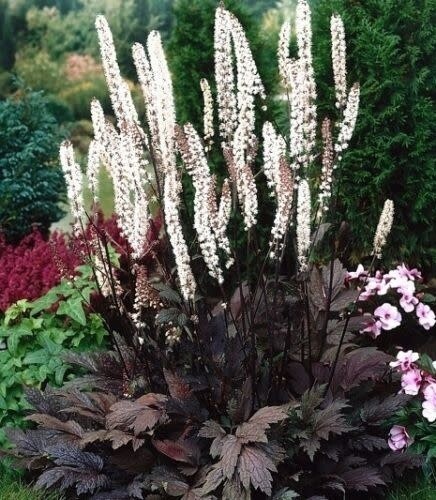 Actaea simplex &#39;Hillside Black Beauty&#39; Bugbane 1 gal