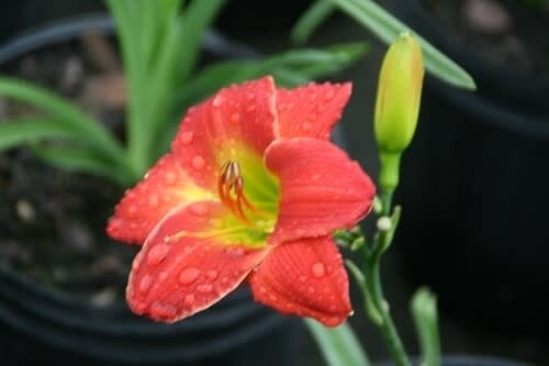 Daylily - Hemerocallis &#39;Red Hot Returns&#39; 1 gal