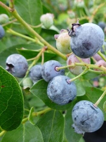Blueberry &#39;Patriot&#39; 1 gal