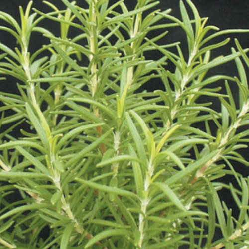 Rosemary Barbecue 4&quot;