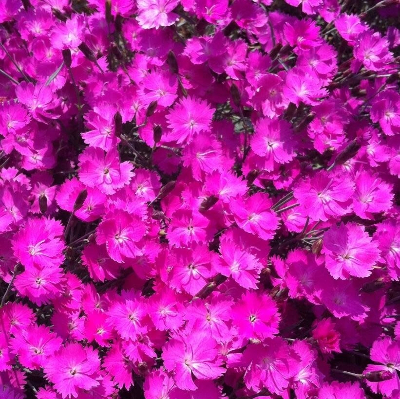 Dianthus &#39;Firewitch&#39; 1 gal