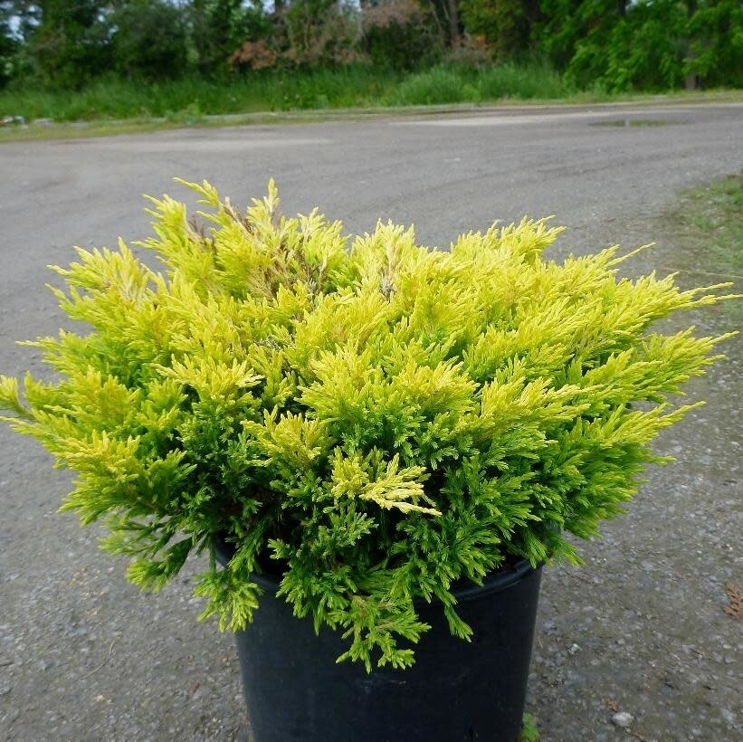 Juniper 'Limeglow' 2 gal