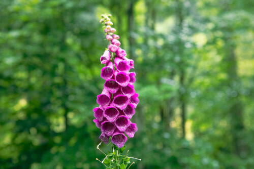 Foxglove &#39;Digitalis mertonensis&#39; 1 gal