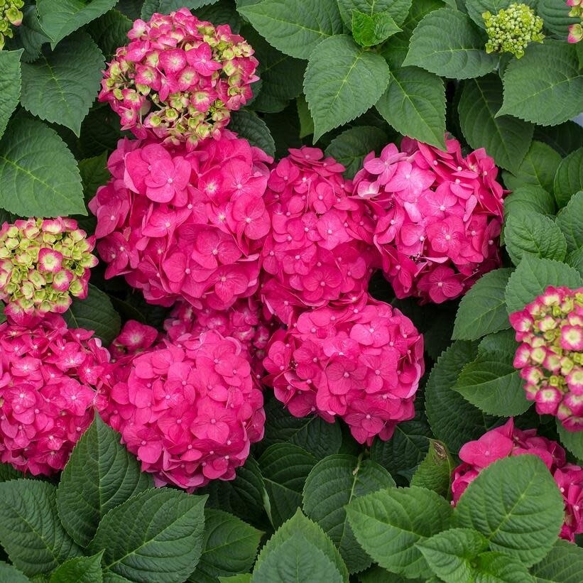 Hydrangea &#39;Summer Crush&#39; 3 gal