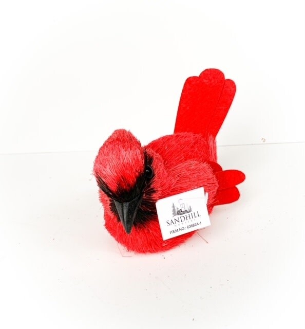 Cardinal Black Beak Small