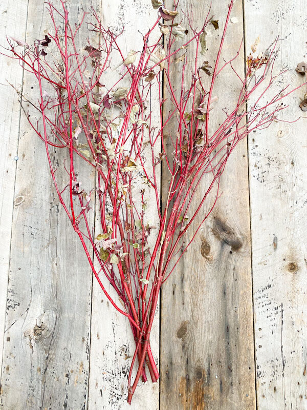 Fresh Greens - Dogwood 3-4&#39;