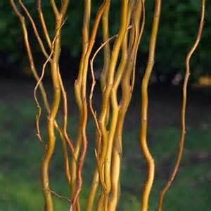 Fresh Greens - Curly Willow 60-90 cm
