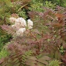 False Spirea 3 gal