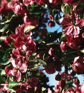 Crabapple 'Red Baron' 7 gal Potted