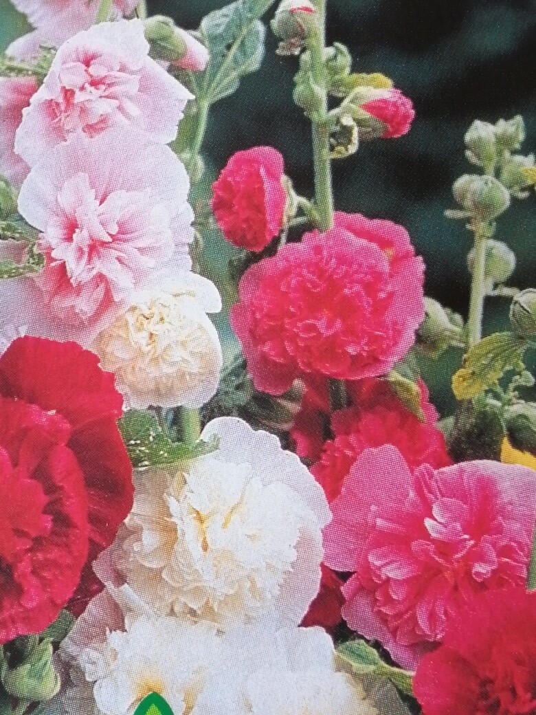 Hollyhock &#39;Chater&#39;s Double Mix&#39; 4&quot;